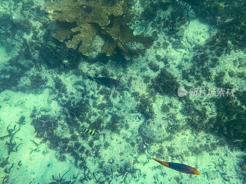 水下看一下Isla Mujeres周围的珊瑚和鱼